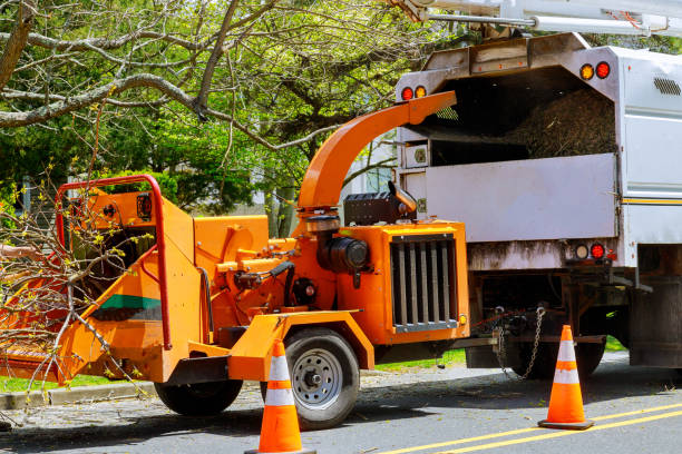 How Our Tree Care Process Works  in Middleton, WI